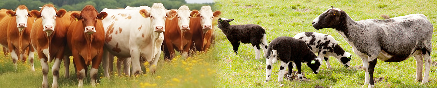 山东3118云顶集团科技股份有限公司官方网站